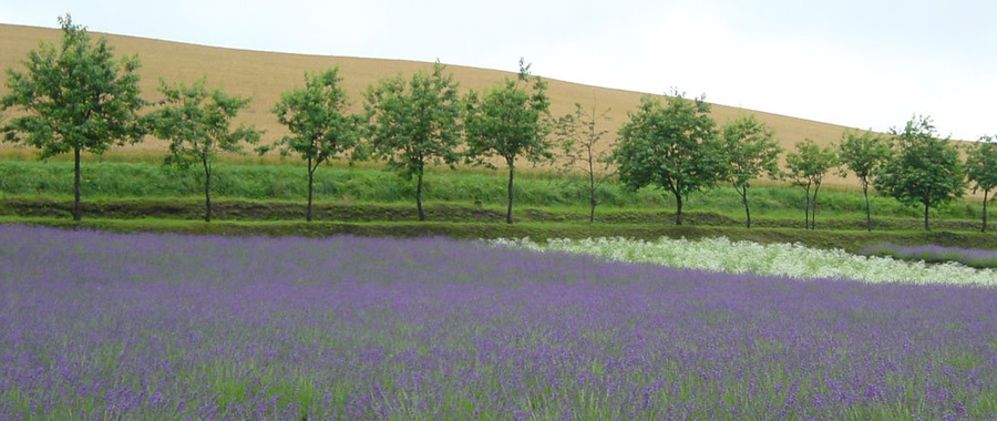 takushinkanlavender.jpg